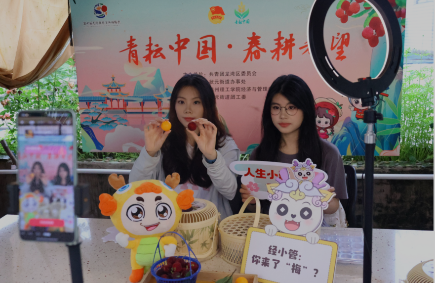 杨梅.png